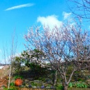 サクランボの花が満開🌸ストーカーズキャット