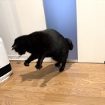 おそらくその平凡こそ幸せ　猫と私と家族の日常