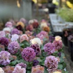 チップ・マリーへ ようこそ！