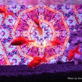 奈良金魚ミュージアム #05