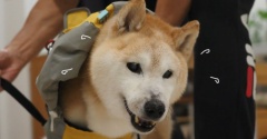 雨でも行かねばならぬシニア犬！
