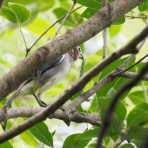 野鳥は可愛い♪ ２