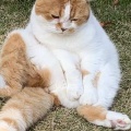 コンニャクが掴みやすい箸
