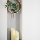 長年憧れていたあの植物が我が家に！！