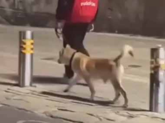 イヌが歩道を散歩していた。そこには車止めのポールが並んでいる → 犬はこうする…