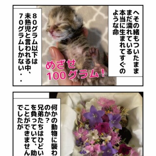 しゃーねこ家のblog