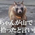 猫だと思って撮影したら、アライグマの異形ミュータントだった