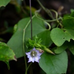 野の花礼賛