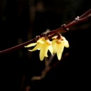 我家のロウバイ