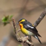 【画像】春になったから身近な鳥紹介してく(音声リンクあり)