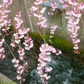 喜多方日中線の枝垂れ桜