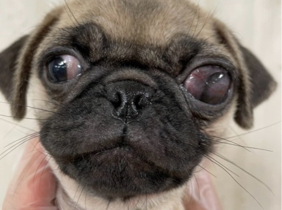 片目失明のパグの仔犬ちゃん。