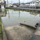 「ジャンボタニシの恐怖」奴らが来たら稲は消えてなくなる。。。。水田の悪魔スクミリンゴガイ