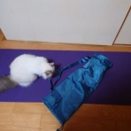 夫婦スポーツ観戦記！