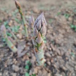 減農薬野菜、果物、お花、こだわりのうつわのお店　- 花うつわ大地（花咲農園） -