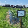 2026年度綿の栽培記録：小暑。開花はじまる