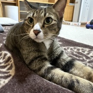 マレーシア生まれの猫は日本の冬に対応できるのか？