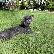 ������ʢ��Ω��