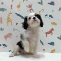 新しいわんちゃんの紹介です🐶