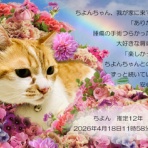 ペットセレモニーベル天国の天使達