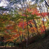 『安行の紅葉　弁財天・興禅院』の画像