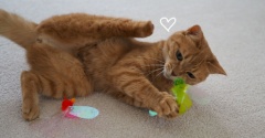 ２個の先端で遊ぶ猫♪