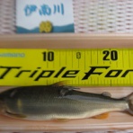 伊南川の釣り blog