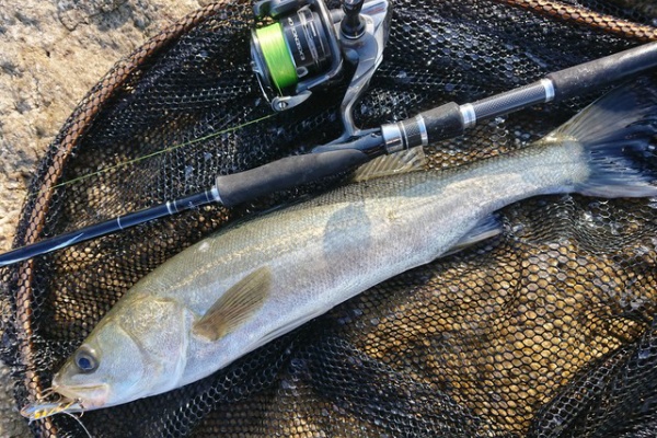 電柱オヤジの気まぐれ釣りブログ シーバス