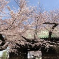 blogを始めて18年たちました：祐天寺の桜2022
