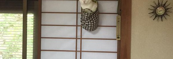 ミノムシみたいになってる猫が可愛いｗｗｗ(ミノネコ)