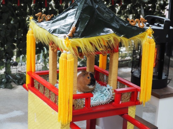 モルモットの皇帝パレード！「長崎公園　動物ひろば」（長崎市上西山町）