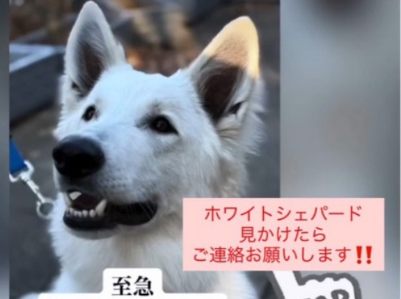 上尾市からホワイトシェパードが行方不明に💦