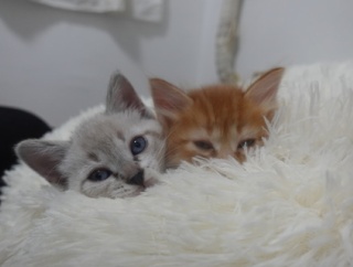 子猫たちの行方、決定する　20260510