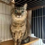 『むうちゃんのこと』の画像