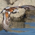 2026年5月5日の野鳥公園