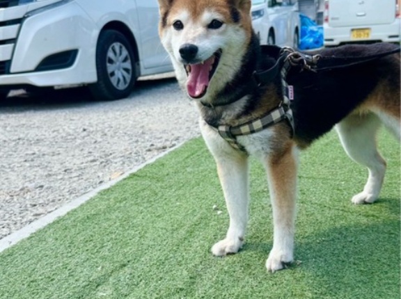 柴犬の豆福さん、フィラリアが陰転しました😆キャルの