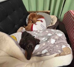 モコちゃん、少しずつ回復中。