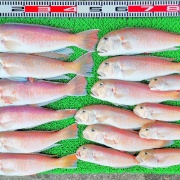 2025年12月7日　釣果