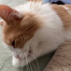 猫だらけ