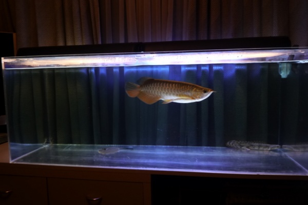 アジアアロワナ飼育ブログ アクアリウム 09