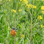 かんばんやの四季彩翡翠
