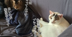 リビングの中でお引越し。と、青いお花の肉球つくりました。