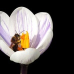 英語の勉強応援団