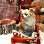 　プレーリードッグぼのぼの日記　（癒しの写真館）