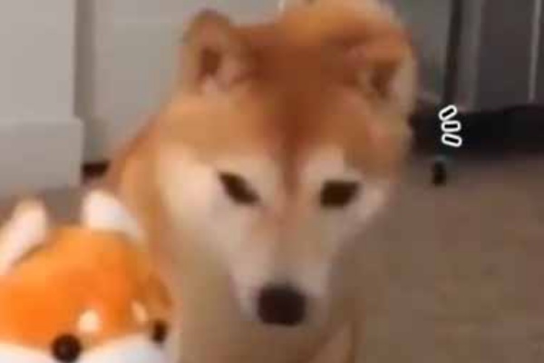 猫の動画 ねこわん 真似 猫の動画 ねこわん 真似