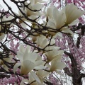 喜多方日中線の枝垂れ桜