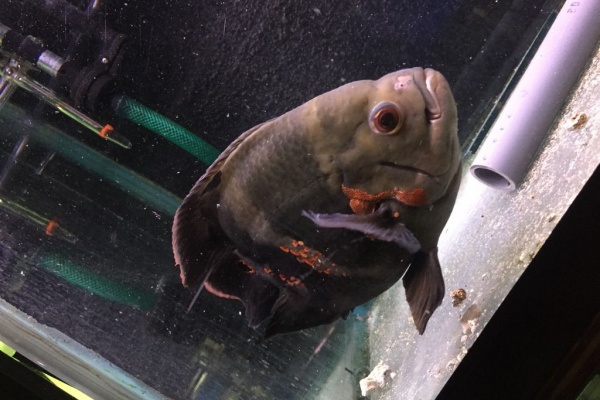 フィッシュジャパンの総合blog 錦鯉