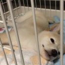 柴犬の初散歩！【再】