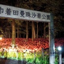 巾着田曼珠沙華公園ライトアップ2026