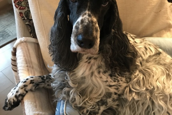 インギーばじる君のブログ トリミング